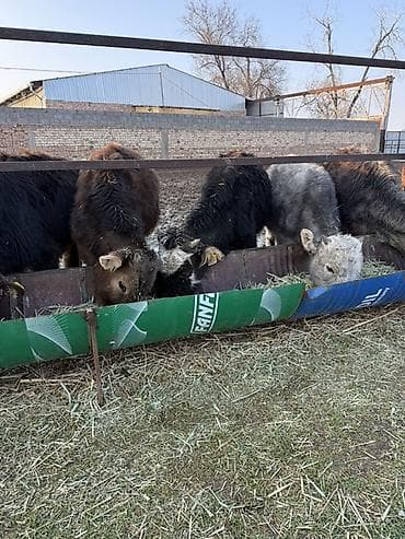 Куплю с/х животных: Продаю | Музоо, торпок | На откорм — 4