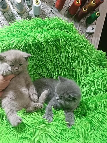 Үй жаныбарлары: 2 айлык, Ургаачы, Көгүлтүр, Лотокко барууга үйрөтүлгөн — 2