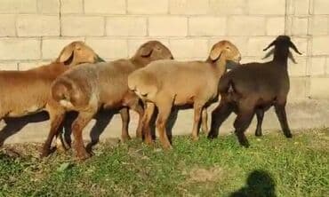 наполнители для кошек: Продаю | Овца (самка) | Арашан, Полукровка | Для разведения — 1