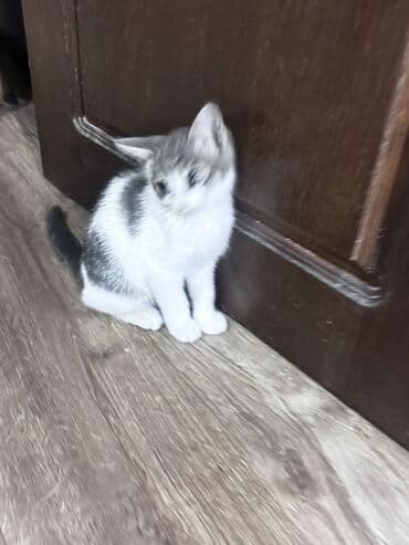 дом кошка: Кошка даром: Беспородная, 2 месяца, Девочка, Приучена к лотку — 2