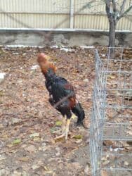 оборудование для кур: Дакан короз сатылат активный алмашу жолдору бар жемге жугоруго — 4