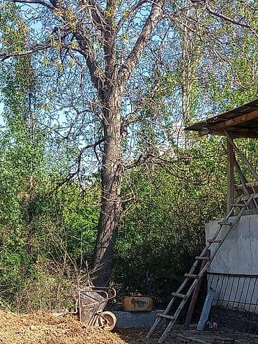 Услуги по спилу и удалению деревьев - Профессиональный спил деревьев