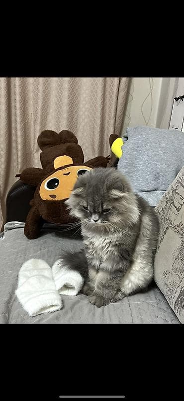 Аквариумдар: Мышык бекер берилет: Скотиш Фолд (Шотландиялык шалпаң кулак), 3 жаш, Эркек, Бычылган, Лотокко барууга үйрөтүлгөн, Курттардан тазаланган — 2