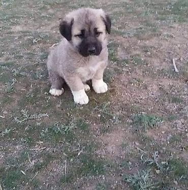 алабай собака цена: Мечтаю о большом друге 🐕 Ищу щенка-мальчика, который вырастет крупным — 1
