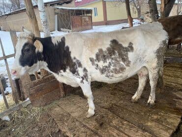 каровы для молока: Продаю | Корова (самка) | На забой — 3
