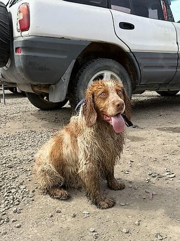 продажа домашних животных: Собака даром: Спаниель, 11 месяцев, Самец — 2