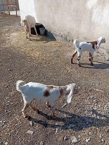 ослинное молоко: Продаю | Коза (самка), Козлёнок | Битал, Камори | Для разведения, Для молока | Племенные — 9