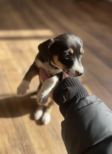 Отдам щенков в добрые руки мама такса папа дворняшка