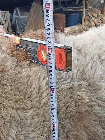 ветеринар бишкек: Продаю | Овца (самка) | Арашан | Для разведения — 7