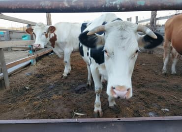 дом попугая: Продаю | Корова (самка) | Для молока — 2