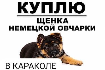 купить щенка кангала: Куплю щенка немецкой овчарки
В КАРАКОЛЕ — 1