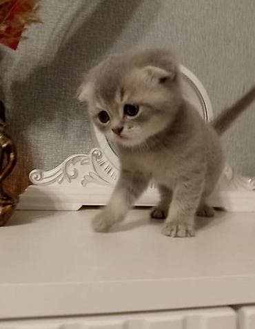 Животные: Шотландские вислоухие котята (Scottish Fold) Есть девочки и мальчики — 2
