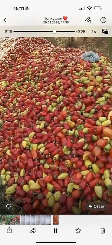 стенки шкафы б у: Перец Сладкий, Оптом — 2