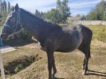 отдам породистую собаку: Продаю | Жеребенок | Английская — 5