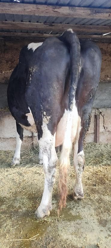 мал базар бишкек: Продаю | Корова (самка) | Для молока | Привязанные — 1