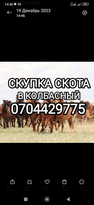 Куплю | Коровы, быки, Лошади, кони, Другие с/х животные | Круглосуточно, Любое состояние, Забитый at lalafo.kg Куплю | Коровы, быки, Лошади, кони, Другие с/х животные | Круглосуточно, Любое состояние, Забитый