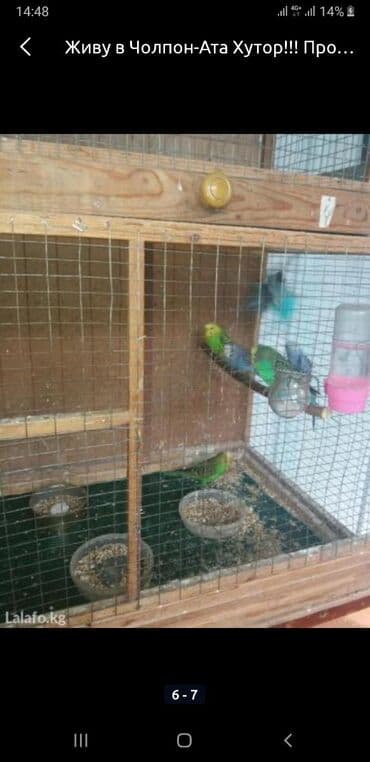дома на продажу в бишкеке: Чолпон-Ата Хутор! Продаю волнистых попугаев, корм — 1