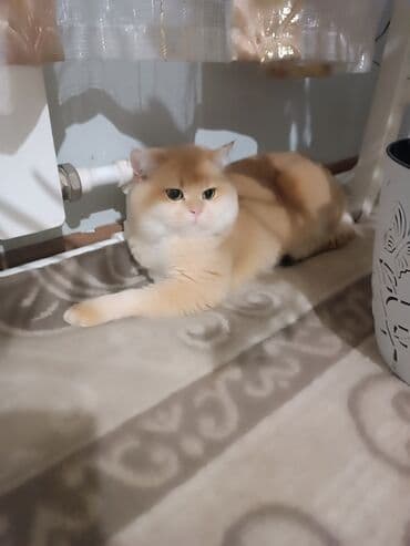 купить породистых котят: Племенной кот для вязки — британец золотая шиншилла (видео/фото “папа — 2