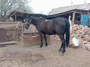 купит лошадь: Продаю | Кобыла (самка) | Рабочий — 3