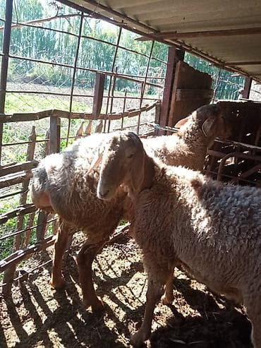 гуси мамуты купить: Продаю | Баран (самец) | Гиссарская | Для разведения | Осеменитель — 4