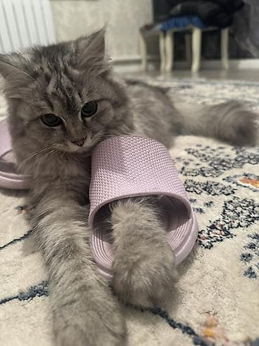 Другие животные: Пропал котенок в районе Ак-Ордо1. Пожалуйста, помогите найти дадим — 2