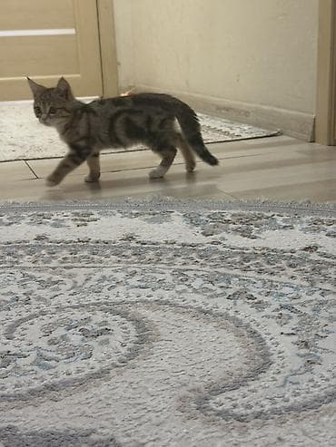бенгальская кошка бишкек: 3 месяца, Мальчик, Приучена к лотку — 3