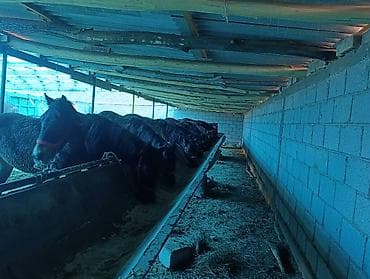 болонка собака: Продаю | Жеребец | Для разведения | Племенные — 10