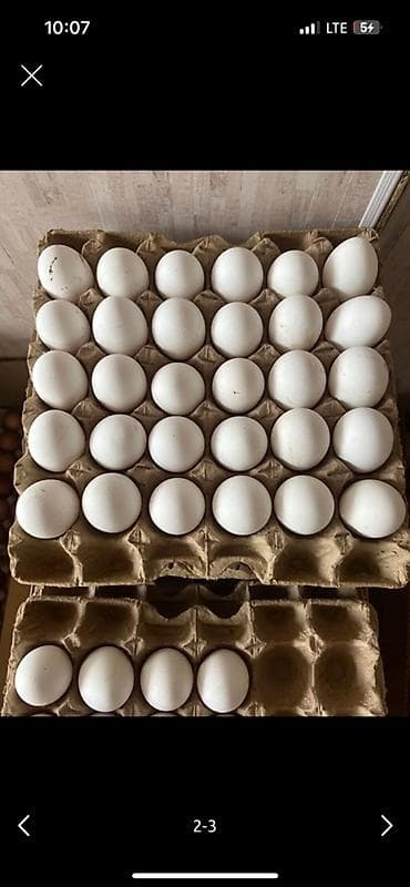 Молочные продукты и яйца: Куриные яйца оптом . Натуральный продукт всегда в наличии Разные — 3