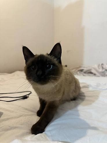 сиам: Сиамская кошка (окрас колор-пойнт) Кошечка с мягкой шерстью в добавок — 2