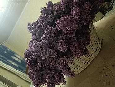 Үй жана бакча: Сирень свежесрезанная❤️💜💜💜💜💜💜Продаю калированную Сирень ❤️❤️, с густым — 2