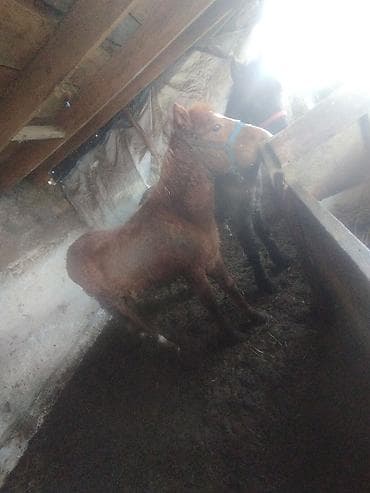 пони животное: Продаю | Жеребенок | Рабочий | Племенные — 8