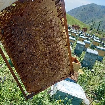 заказ рыбы: Токтогулдун тоо балы 100% таза кепилдиги менен кг 550 сом — 3