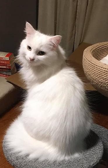котенок шиншилла цена: 2 месяца, Девочка, Белый, Приучена к лотку — 2