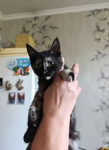 Кошка даром: Беспородная, Девочка, Приучена к лотку, Проглистована