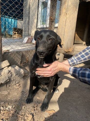 Собака даром: Дворняжка, 1 год, Самка