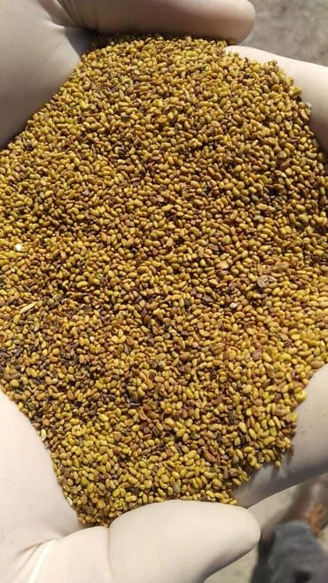 семена многолетних цветов бишкек: Семена кормовых растений: Люцерна, Самовывоз — 2