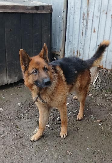 Немецкая овчарка, кобель. Классический окрас: чёрная спина