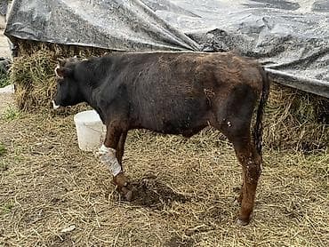 коровы токмак: Продаю | Бык (самец) | На откорм — 4