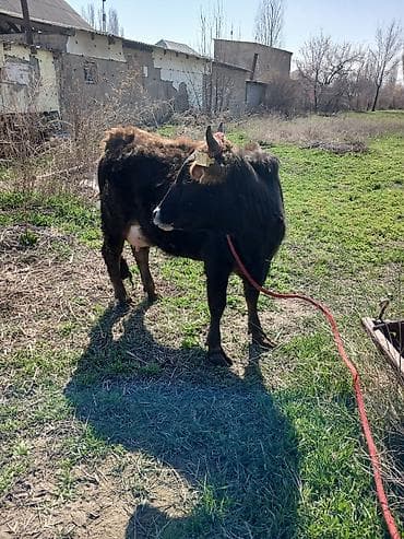 сх животные и товары: Продаю | Корова (самка) | Для разведения | После отела — 7