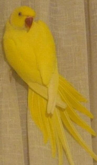 домашняя курица бишкек: Птенцы Ожиреловых попугаев хорошо приручаются к разговору и к рукам — 7