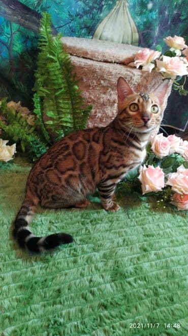купить породистых котят: Шикарные бенгальские котята 3-4мес. Лучший подарок для любящего — 24