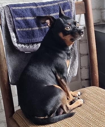 кой кана: Вязка: Той-терьер, Самец, 5 лет, С прививкой — 3