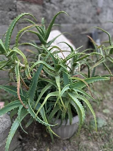 Алоэ (Aloe) в горшке - Разветвлённый куст с мясистыми удлинёнными