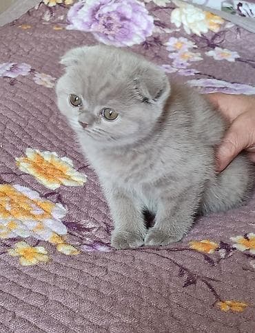 скотиш: Готовятся к продаже котята (скоттиш страйт и скоттиш фолд девочки — 4