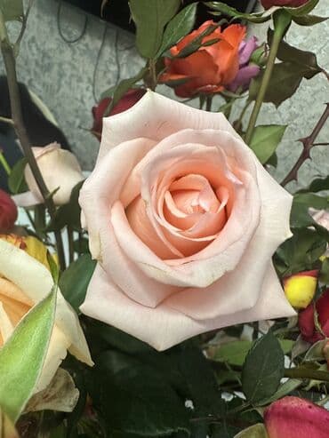 где купить саженцы гортензии в бишкеке: Саженцы роз — 4