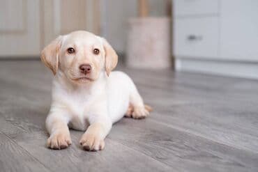 норные собаки: Лабрадор-ретривер, 2 айлык, Ургаачы — 2