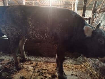 продаю домашние куры: Продаю | Бык (самец) | На забой | Привязанные — 2