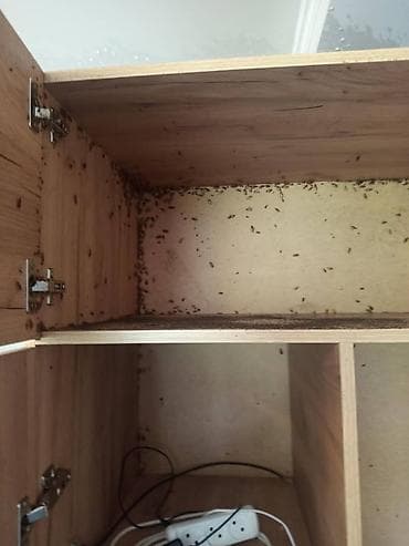 костюм для танца: Дезинфекция, дезинсекция, | Клопы, | Квартиры — 5