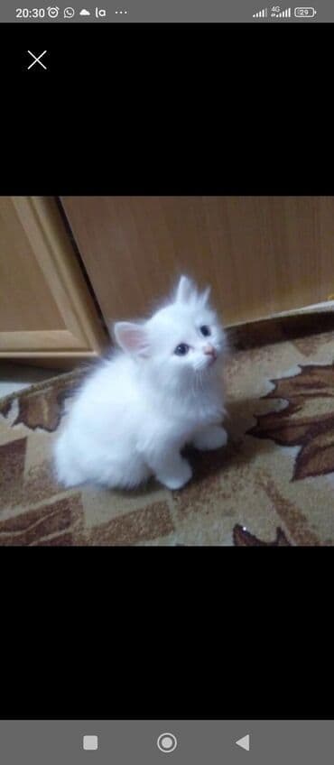 шотландская длинношерстная кошка цена: Ангорская, 2 месяца, Мальчик, Белый, Приучена к лотку — 2