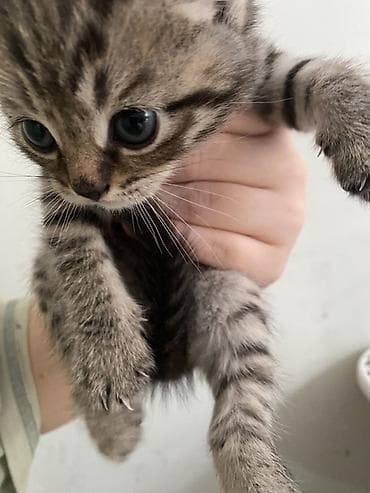 пит: Полосатый котёнок, классический тигровый окрас табби: мягкая плюшевая — 1